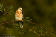 BIRDS OF THE WESTERN US